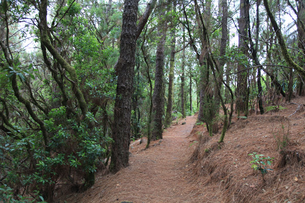 Laurierbos op La Palma